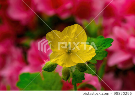 開花在桃紅色杜鵑花中的黃色白屈菜 開花在桃紅色杜鵑花中的黃色白屈菜 98830296