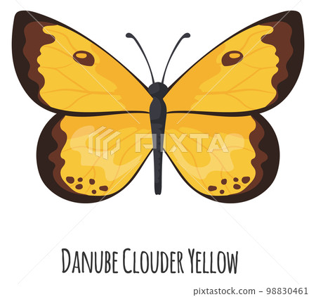 Danube clouder. Yellow butterfly. Summer bright moth Danube clouder. Yellow butterfly. Summer bright moth 98830461