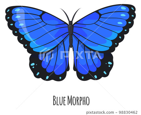 Blue morpho butterfly. Exotic winged moth animal Blue morpho butterfly. Exotic winged moth animal 98830462