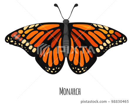 Monarch butterfly. Bright summer moth. Nature fauna Monarch butterfly. Bright summer moth. Nature fauna 98830465
