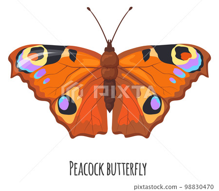 Peacock butterfly. Colorful moth. Winged summer insect 98830470