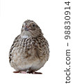 Quail face slightly left 98830914