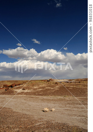 Petrified Forest Arizona 98831018