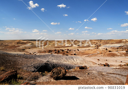 Petrified Forest Arizona 98831019