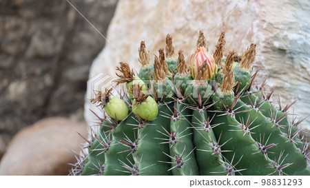 Closeup photo of the top part of a cactus plant, with flower buds growing on the tip of the cactus. Closeup photo of the top part of a cactus plant, with flower buds growing on the tip of the cactus. 98831293