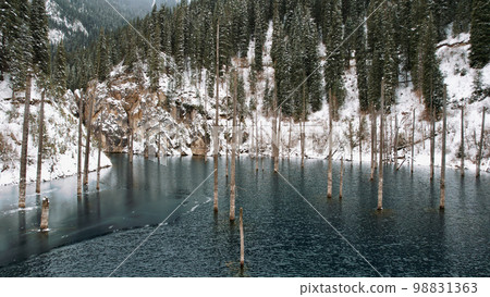 Coniferous tree trunks come out of a mountain lake 98831363