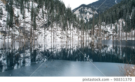 Coniferous tree trunks come out of a mountain lake Coniferous tree trunks come out of a mountain lake 98831370