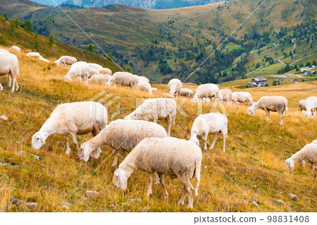 Huge herd of sheep eating yummy grass and uniting with nature on hillside meadow of Alps. Fluffy animals feed on mountain pastures 98831408