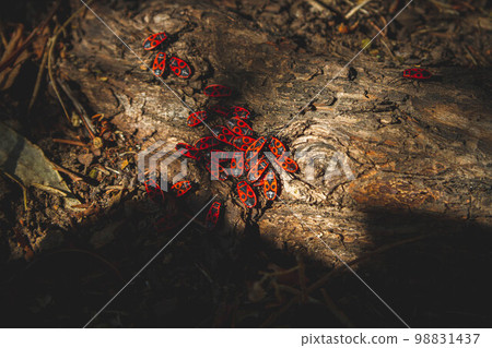 Red bug. Accumulation of soldier bugs. Red beetles in sun. Red bug. Accumulation of soldier bugs. Red beetles in sun. 98831437