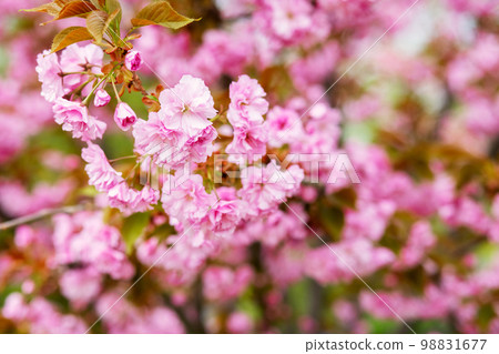 Sakura. Cherry blossoms japan. Pink spring blossom background Sakura. Cherry blossoms japan. Pink spring blossom background 98831677