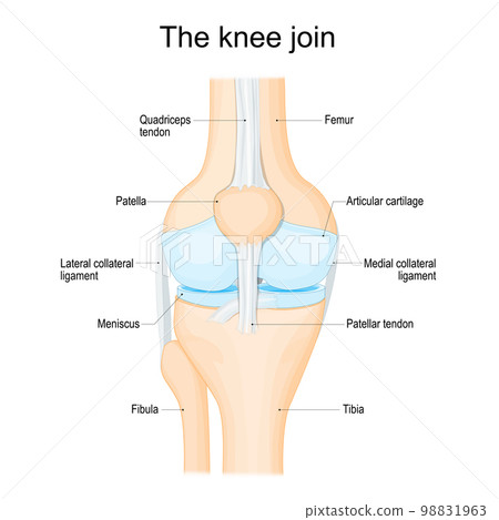 structure of a human knee joint structure of a human knee joint 98831963