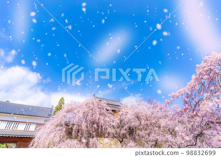 [Sakura blizzard image] Shinshu Ueda Castle cherry blossoms and cherry blossom blizzard [Nagano Prefecture] 98832699