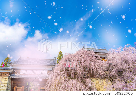 [櫻花暴風雪圖像] 信州上田城堡櫻花和櫻花暴風雪 [長野縣] 98832700