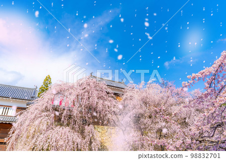 [櫻花暴風雪圖像] 信州上田城堡櫻花和櫻花暴風雪 [長野縣] 98832701