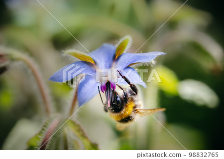 Buffalo-tailed bumblebee (Bombus terrestris) taking nectar from Borago officinalis 98832765