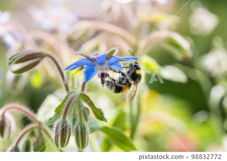Buffalo-tailed bumblebee (Bombus terrestris) taking nectar from Borago officinalis Buffalo-tailed bumblebee (Bombus terrestris) taking nectar from Borago officinalis 98832772