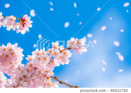 [Sakurafubuki 材料]櫻花，藍天和櫻花暴風雪圖像[長野縣] 98832780