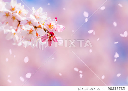 [Sakurafubuki material] Cherry blossoms, blue sky and cherry blossom blizzard image [Nagano Prefecture] 98832785