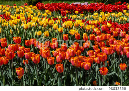 Flower beds and fields sown with colorful tulips Flower beds and fields sown with colorful tulips 98832866
