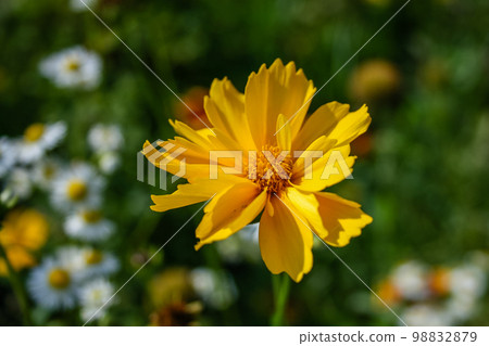 Summer blooming yellow flower 98832879
