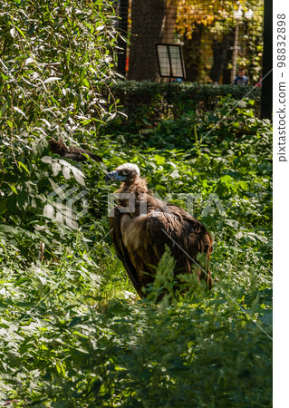 Griffins in green grass closeup 98832898