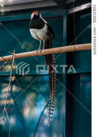 A beautiful pheasant sits on a branch A beautiful pheasant sits on a branch 98832901