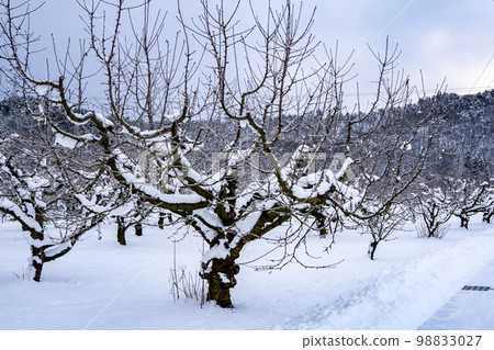 白雪覆蓋的蘋果樹 白雪覆蓋的蘋果樹 98833027