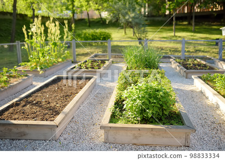 Community kitchen garden. Raised garden beds with plants in vegetable community garden. Lessons of gardening for kids. 98833334