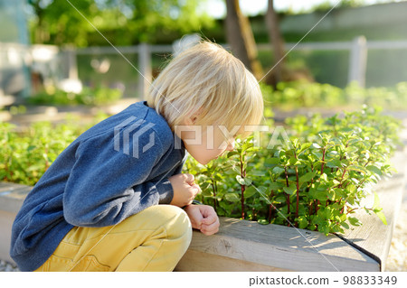 A small child is in the garden. A boy sniff mint plants 98833349
