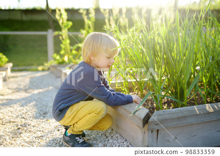 Little child is in community kitchen garden. Raised garden beds with plants in vegetable community garden. Lessons of gardening for kids. Little child is in community kitchen garden. Raised garden beds with plants in vegetable community garden. Lessons of gardening for kids. 98833359