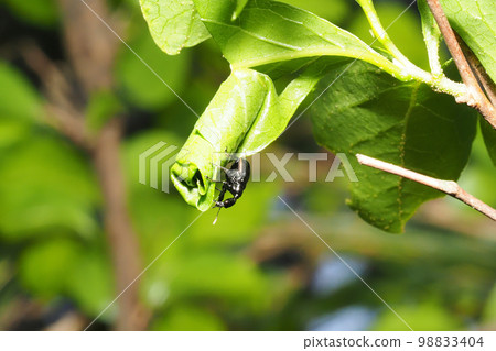 雞蛋 Tsurukubiotoshibumi(女性) 搖籃製作 雞蛋 Tsurukubiotoshibumi(女性) 搖籃製作 98833404