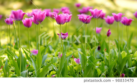 Field of purple tulips at sunset. Tulip bed. Spring flowers. 98833470