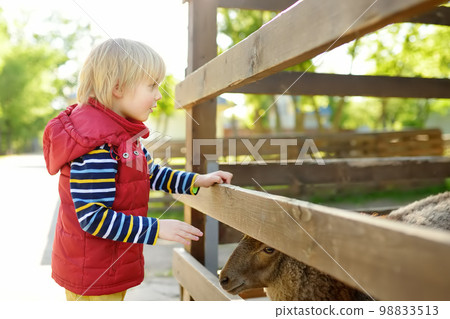 Little boy petting sheep. Child at outdoor petting zoo. Kid having fun in farm with animals. Children and animals. Fun for kids on school holidays. 98833513