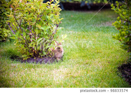 cute grey rabbit hiding under the green bushes in the park near the grass field under the sun 98833574