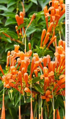 flower orange trumpet vine or flame vine flowers, taken on shallow depth of field on a natural background flower orange trumpet vine or flame vine flowers, taken on shallow depth of field on a natural background 98833591