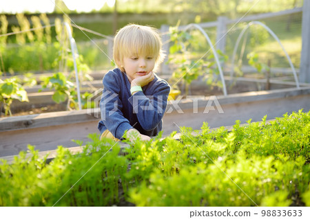 Little child is in community kitchen garden. Raised garden beds with plants in vegetable community garden. Boy is watching carrot plants. Lessons of gardening for kids. Little child is in community kitchen garden. Raised garden beds with plants in vegetable community garden. Boy is watching carrot plants. Lessons of gardening for kids. 98833633