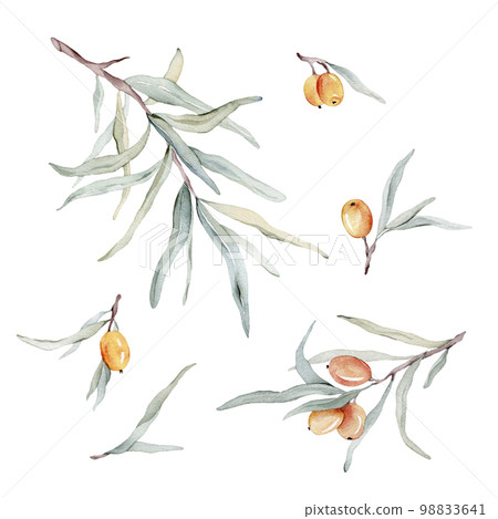 Watercolor illustration set of beautiful orange sea buckthorn for healthy life and design background. Hand painted isolated on a white background 98833641