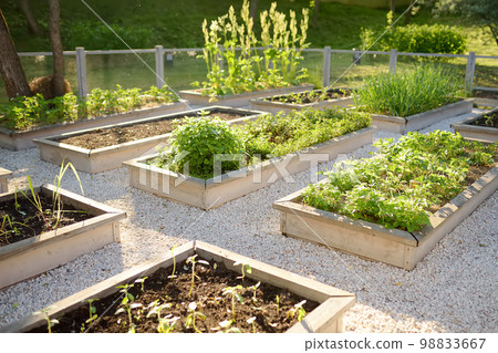 Community kitchen garden. Raised garden beds with plants in vegetable community garden. Lessons of gardening for kids. Community kitchen garden. Raised garden beds with plants in vegetable community garden. Lessons of gardening for kids. 98833667