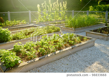 Community kitchen garden. Raised garden beds with plants in vegetable community garden. Lessons of gardening for kids. 98833668