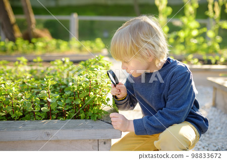 A small child is in the garden. A boy watches mint plants through a magnifying glass 98833672