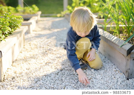 Child playing with pebbles and explores them. Little boy study of various natural materials. Kids explore nature. Alternative education. Montessori educational system. 98833673