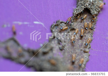 Group of termites 98833701
