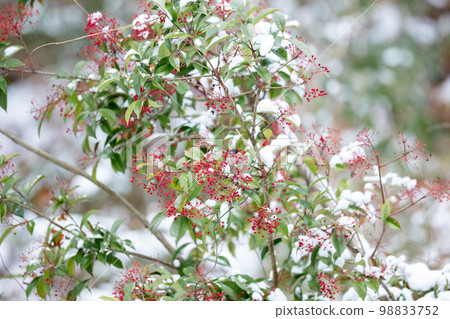 [Wild bird] A lie that came to eat Nanten 98833752