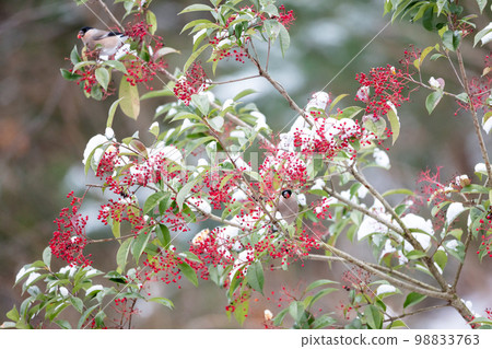 [野鳥]來吃南天的謊言 98833763