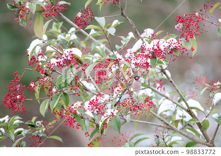 [野鳥]來吃南天的謊言 98833772