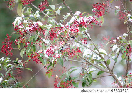 [野鳥]來吃南天的謊言 98833773