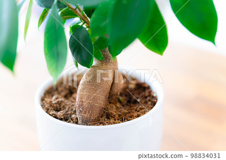[室內裝飾]盆栽榕樹[植物材料] 98834031