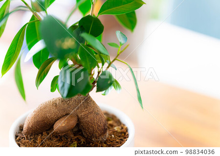 [Interior] Potted banyan tree [Plant material] 98834036