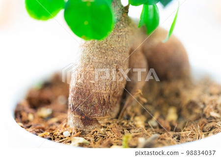 [Interior] Potted banyan tree [Plant material] 98834037