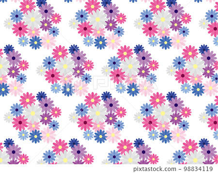 Cineraria BP1 98834119